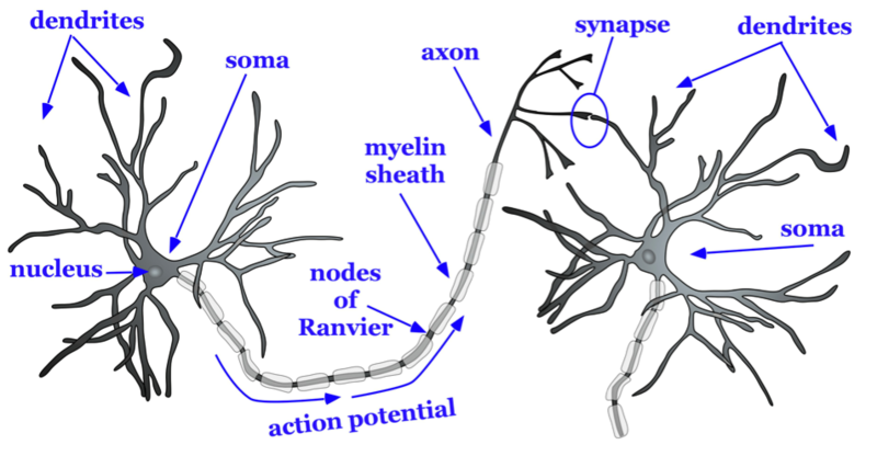 Diagram of two neurons with parts labeled - dendrites, nucleus, soma, axon, (pathway of) action potential, nodes of Ranvier, myelin sheath and synapse. Diagram of two neurons with parts labeled - dendrites, nucleus, soma, axon, (pathway of) action potential, nodes of Ranvier, myelin sheath and synapse.