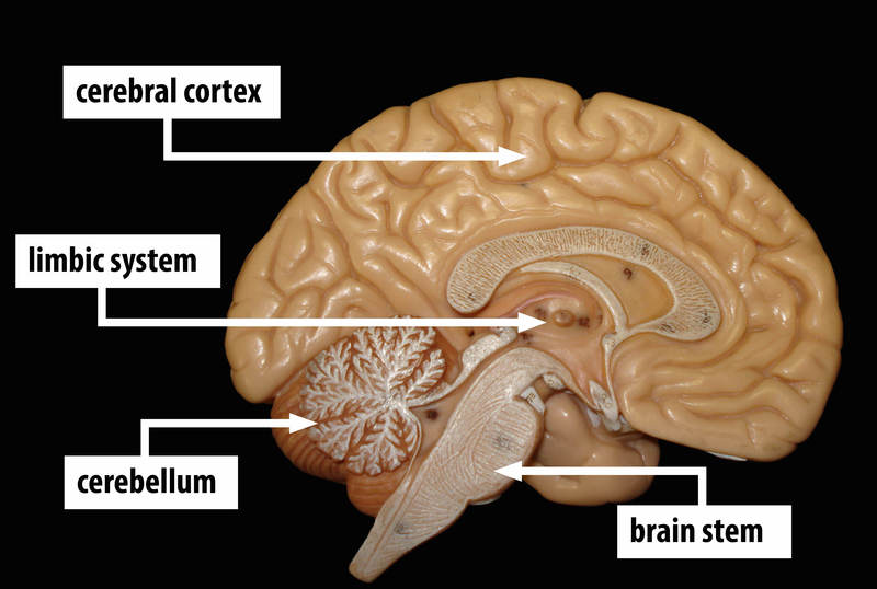 A model shows a cross section of the human brain with areas labeled - cerebral cortex, limbic system, cerebellum, and brain stem A model shows a cross section of the human brain with areas labeled - cerebral cortex, limbic system, cerebellum, and brain stem