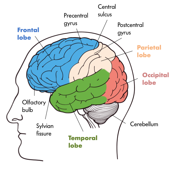 Four lobes of the brain – in the front we have the Frontal Lobe which contains the olfactory bulb and that is separated from the Parietal Lobe by the Precentral and Postcentral Gyri with Central Sulcus in the middle. Further at the back of the brain the Occipital Lobe, and further down, inferior to the Occipital Lobe is the Cerebellum and the Temporal lobe separated from the Frontal Lobe by Sylvian Fissure. Four lobes of the brain – in the front we have the Frontal Lobe which contains the olfactory bulb and that is separated from the Parietal Lobe by the Precentral and Postcentral Gyri with Central Sulcus in the middle. Further at the back of the brain the Occipital Lobe, and further down, inferior to the Occipital Lobe is the Cerebellum and the Temporal lobe separated from the Frontal Lobe by Sylvian Fissure.
