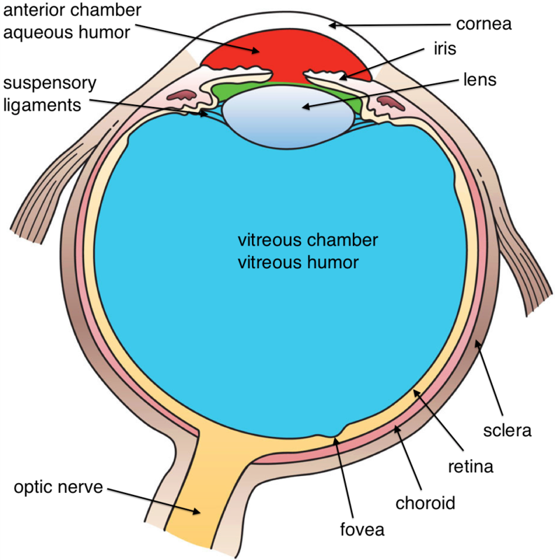 Diagram of the human eye. Diagram of the human eye.