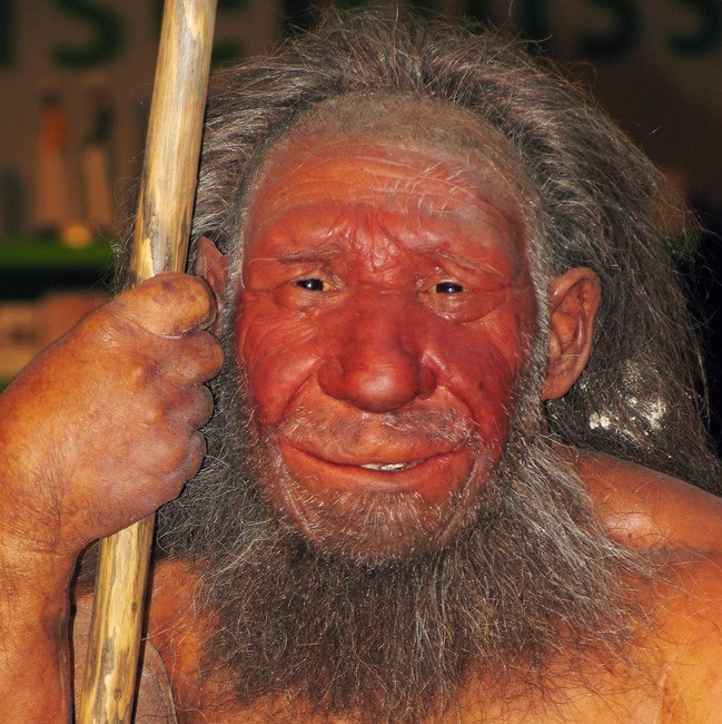 A model of a Neanderthal A model of a Neanderthal