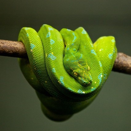 A tree snake. A tree snake.