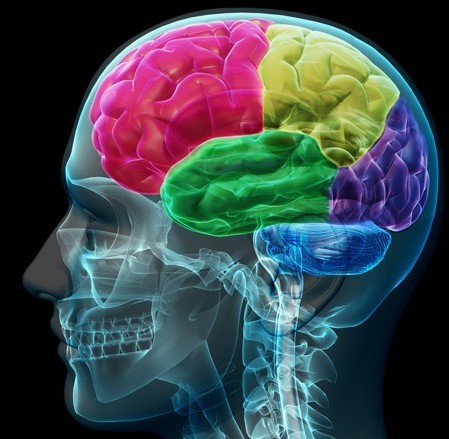 Model of the human brain with different lobes represented in different colors. Model of the human brain with different lobes represented in different colors.