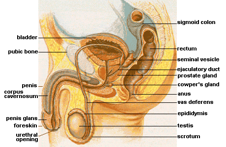 A cross-sectional diagram of the male internal sex organs. A cross-sectional diagram of the male internal sex organs.