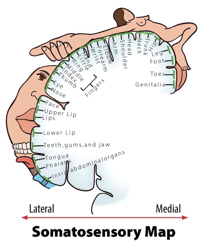 Diagram of the Somatosensoy Map described in the text. Diagram of the Somatosensoy Map described in the text.