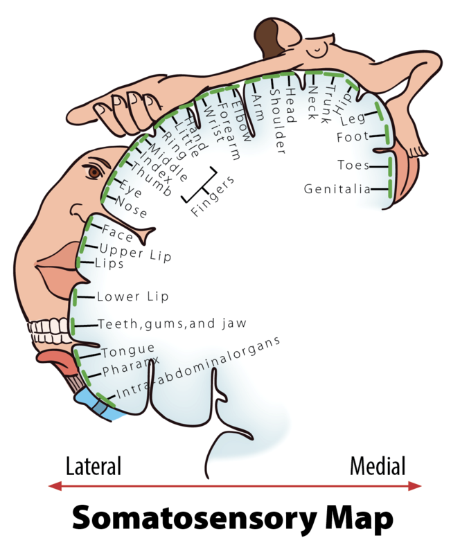 Diagram of the Somatosensoy Map described in the text.